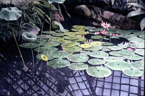 Lily Pond